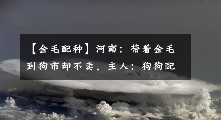 【金毛配種】河南：帶著金毛到狗市卻不賣，主人：狗狗配種一年能配一萬多