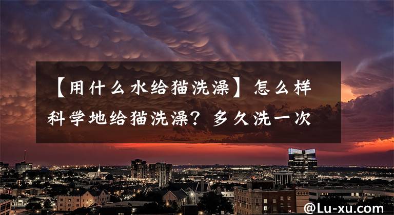 【用什么水給貓洗澡】怎么樣科學(xué)地給貓洗澡？多久洗一次？