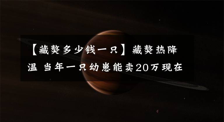 【藏獒多少錢一只】藏獒熱降溫 當(dāng)年一只幼崽能賣20萬現(xiàn)在8千元就賣