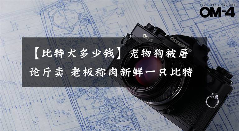 【比特犬多少錢】寵物狗被屠論斤賣 老板稱肉新鮮一只比特犬能賣好幾千