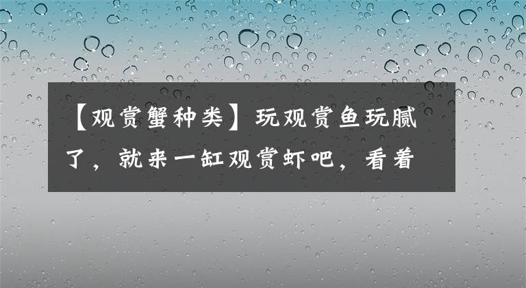 【觀賞蟹種類】玩觀賞魚玩膩了，就來一缸觀賞蝦吧，看著挺帶勁的！