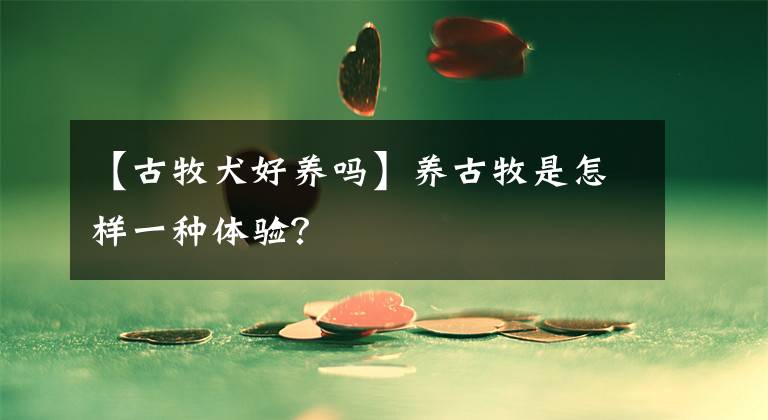 【古牧犬好養(yǎng)嗎】養(yǎng)古牧是怎樣一種體驗？