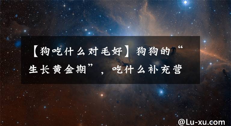 【狗吃什么對毛好】狗狗的“生長黃金期”，吃什么補充營養(yǎng)？