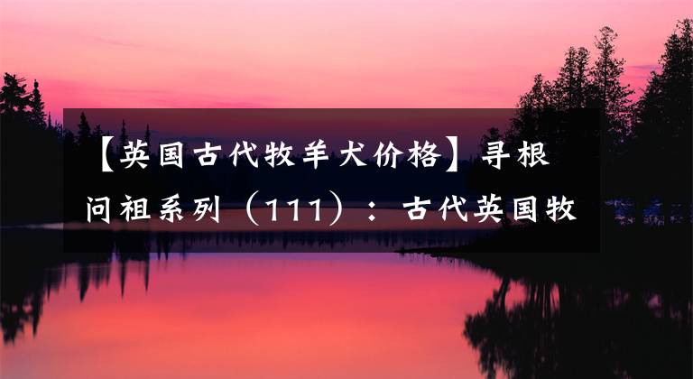 【英國(guó)古代牧羊犬價(jià)格】尋根問(wèn)祖系列（111）：古代英國(guó)牧羊犬（Old English Sheepdog）