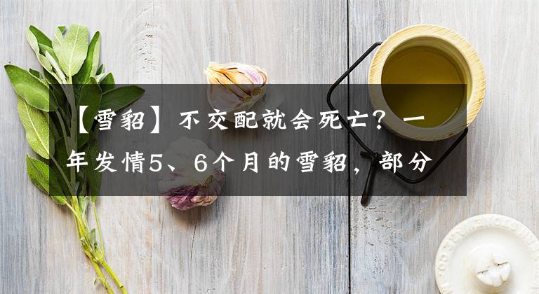 【雪貂】不交配就會(huì)死亡？一年發(fā)情5、6個(gè)月的雪貂，部分要靠絕育保命