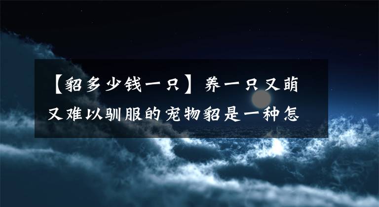 【貂多少錢一只】養(yǎng)一只又萌又難以馴服的寵物貂是一種怎樣的體驗？