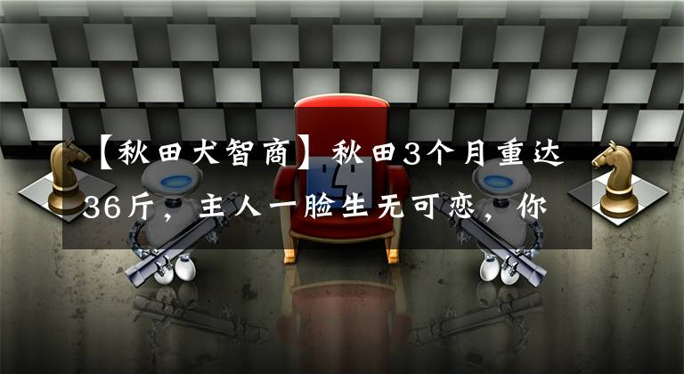 【秋田犬智商】秋田3個(gè)月重達(dá)36斤，主人一臉生無(wú)可戀，你敢再胖一點(diǎn)嗎？