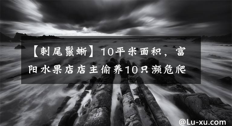 【刺尾鬣蜥】10平米面積，富陽水果店店主偷養(yǎng)10只瀕危爬寵，都有什么？