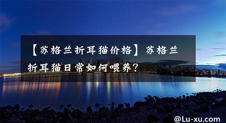 【蘇格蘭折耳貓價格】蘇格蘭折耳貓日常如何喂養(yǎng)？