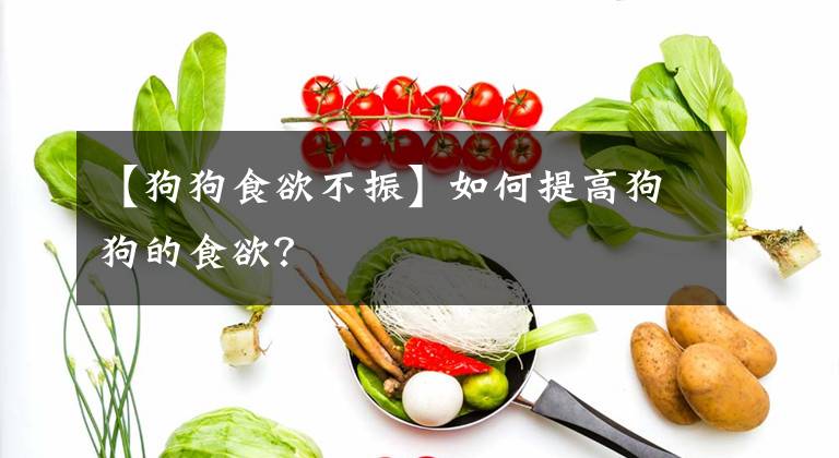 【狗狗食欲不振】如何提高狗狗的食欲？