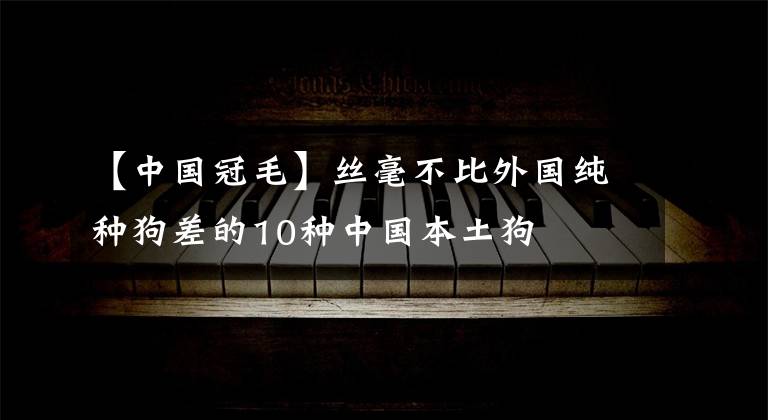 【中國冠毛】絲毫不比外國純種狗差的10種中國本土狗