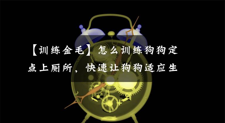 【訓(xùn)練金毛】怎么訓(xùn)練狗狗定點上廁所，快速讓狗狗適應(yīng)生活，養(yǎng)成好習(xí)慣