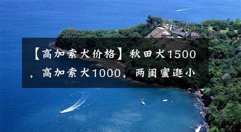 【高加索犬價(jià)格】秋田犬1500，高加索犬1000，兩閨蜜逛小鎮(zhèn)狗市，看上了小狗狗