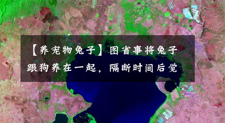 【養(yǎng)寵物兔子】圖省事將兔子跟狗養(yǎng)在一起，隔斷時間后覺得疑惑：畫風咋跑偏了？