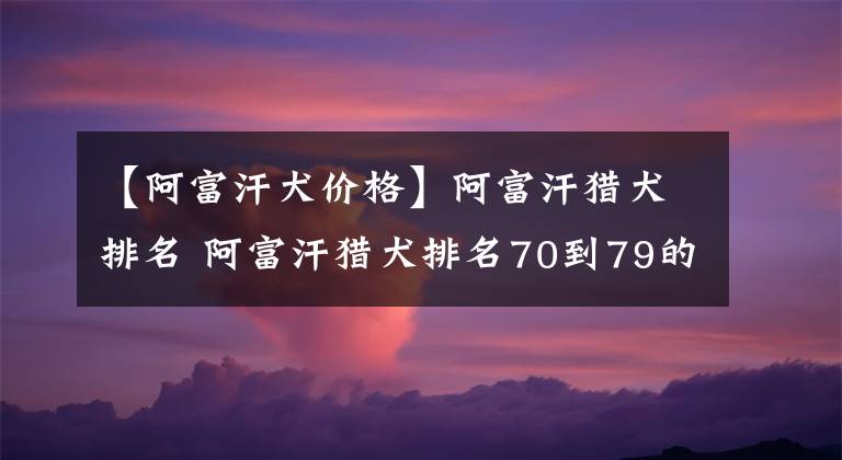 【阿富汗犬價(jià)格】阿富汗獵犬排名 阿富汗獵犬排名70到79的狗