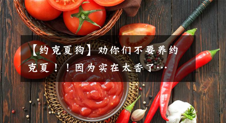 【約克夏狗】勸你們不要養(yǎng)約克夏?。∫?yàn)閷?shí)在太香了…