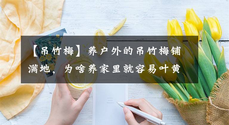 【吊竹梅】養(yǎng)戶(hù)外的吊竹梅鋪滿(mǎn)地，為啥養(yǎng)家里就容易葉黃或枯萎