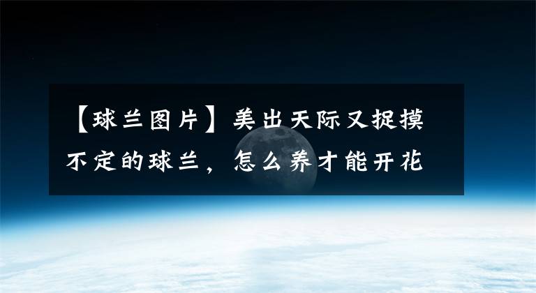 【球蘭圖片】美出天際又捉摸不定的球蘭，怎么養(yǎng)才能開花？| 園丁