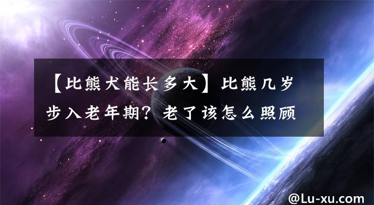 【比熊犬能長多大】比熊幾歲步入老年期？老了該怎么照顧？