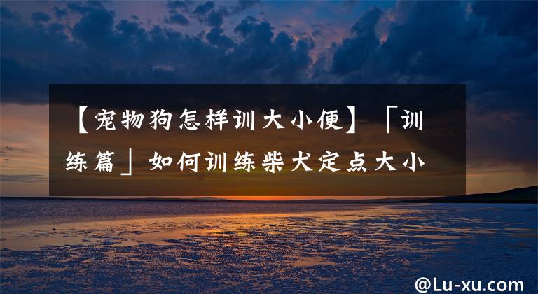 【寵物狗怎樣訓大小便】「訓練篇」如何訓練柴犬定點大小便