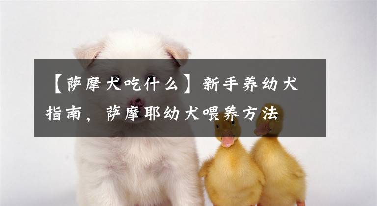 【薩摩犬吃什么】新手養(yǎng)幼犬指南，薩摩耶幼犬喂養(yǎng)方法