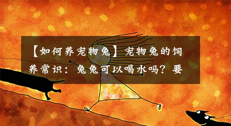 【如何養(yǎng)寵物兔】寵物兔的飼養(yǎng)常識(shí)：兔兔可以喝水嗎？要怎么喝才正確？