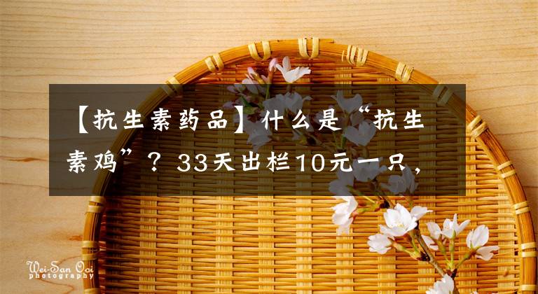 【抗生素藥品】什么是“抗生素雞”？33天出欄10元一只，它到底有何危害？