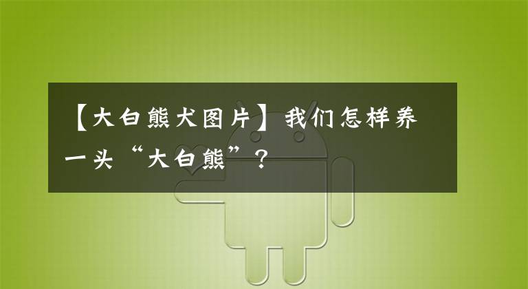 【大白熊犬圖片】我們?cè)鯓羽B(yǎng)一頭“大白熊”？