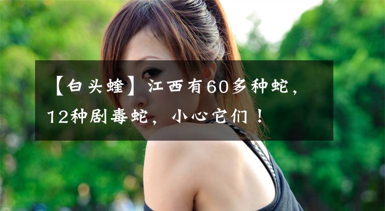 【白頭蝰】江西有60多種蛇，12種劇毒蛇，小心它們！