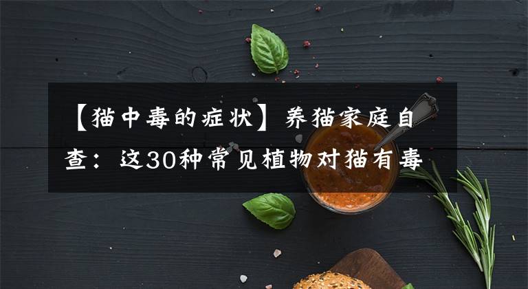 【貓中毒的癥狀】養(yǎng)貓家庭自查：這30種常見植物對(duì)貓有毒