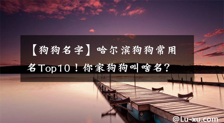 【狗狗名字】哈爾濱狗狗常用名Top10！你家狗狗叫啥名？