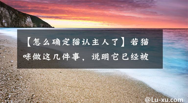 【怎么確定貓認(rèn)主人了】若貓咪做這幾件事，說明它已經(jīng)被你“養(yǎng)熟”了