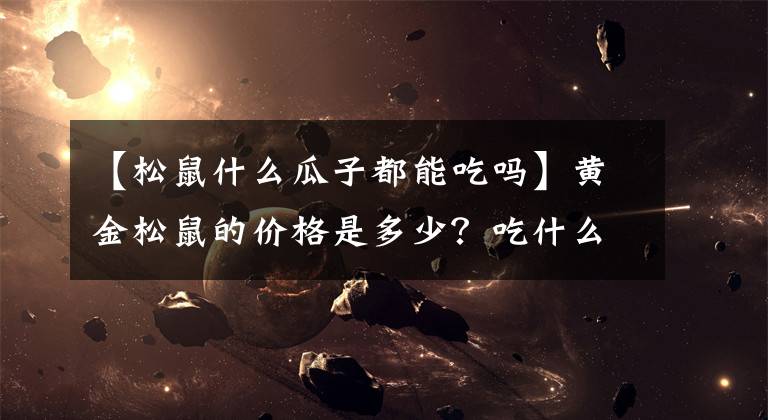 【松鼠什么瓜子都能吃嗎】黃金松鼠的價格是多少？吃什么食物？表格要注意什么？