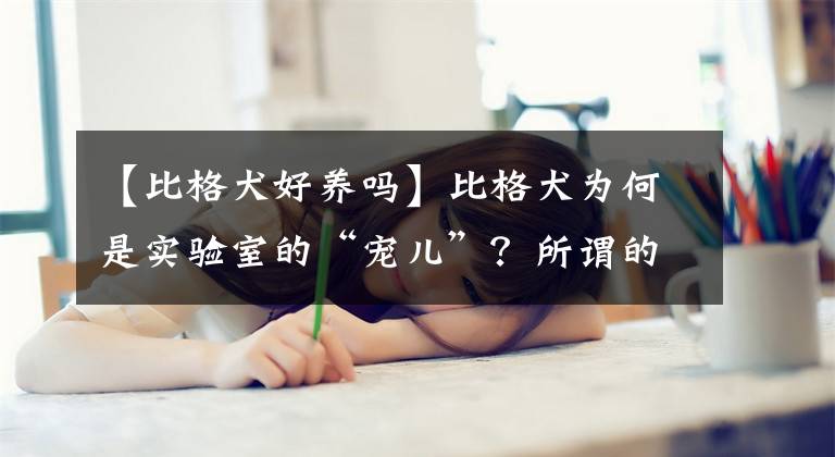 【比格犬好養(yǎng)嗎】比格犬為何是實(shí)驗(yàn)室的“寵兒”？所謂的優(yōu)點(diǎn)，卻給它帶來無限痛