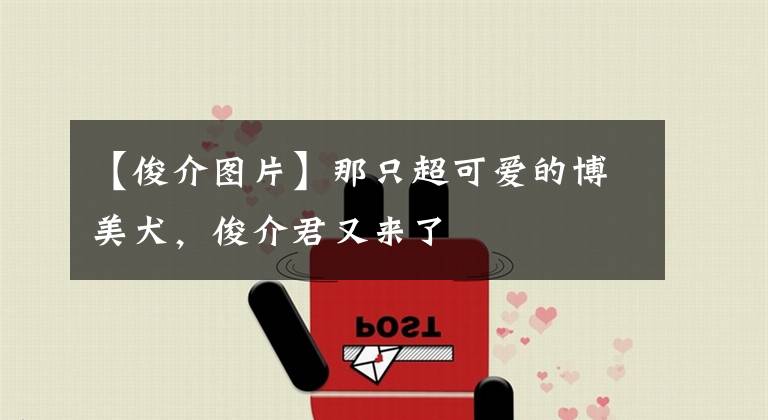 【俊介圖片】那只超可愛(ài)的博美犬，俊介君又來(lái)了