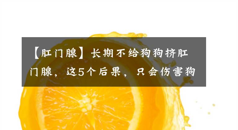 【肛門腺】長期不給狗狗擠肛門腺，這5個后果，只會傷害狗狗