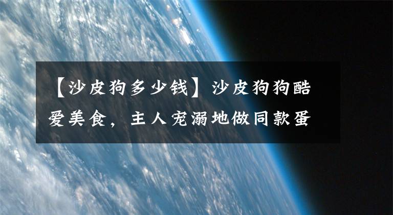 【沙皮狗多少錢】沙皮狗狗酷愛美食，主人寵溺地做同款蛋糕，太逼真舍不得吃！