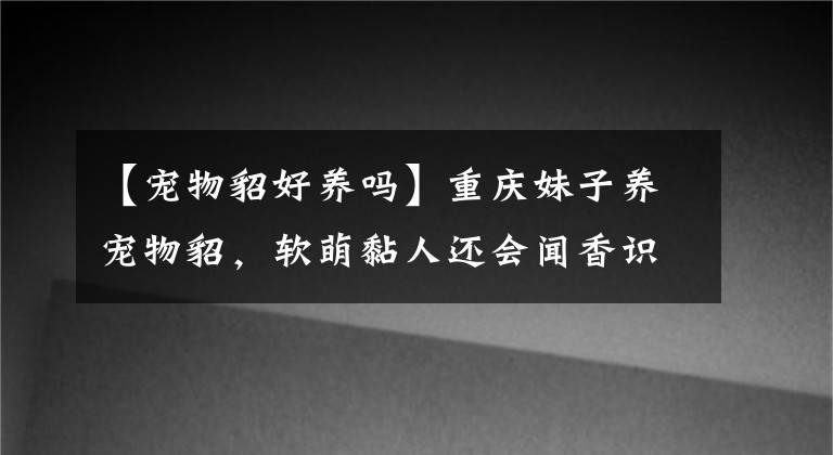 【寵物貂好養(yǎng)嗎】重慶妹子養(yǎng)寵物貂，軟萌黏人還會(huì)聞香識(shí)人