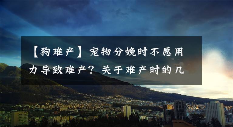 【狗難產】寵物分娩時不愿用力導致難產？關于難產時的幾點癥狀，主人要注意