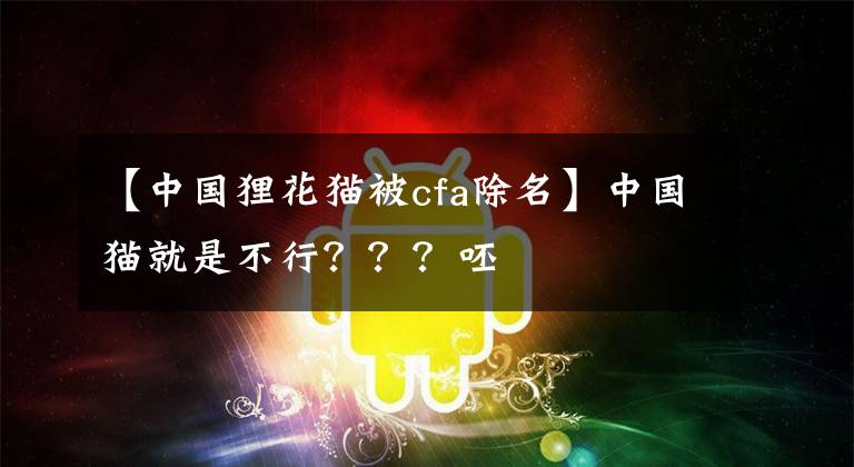 【中國貍花貓被cfa除名】中國貓就是不行？？？呸