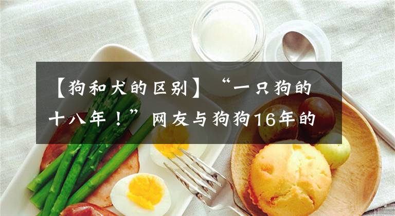 【狗和犬的區(qū)別】“一只狗的十八年！”網(wǎng)友與狗狗16年的回憶錄，被瘋狂轉(zhuǎn)發(fā)