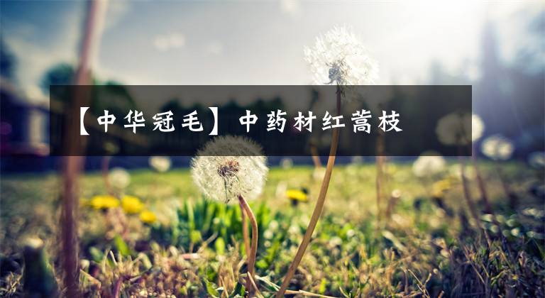 【中華冠毛】中藥材紅蒿枝