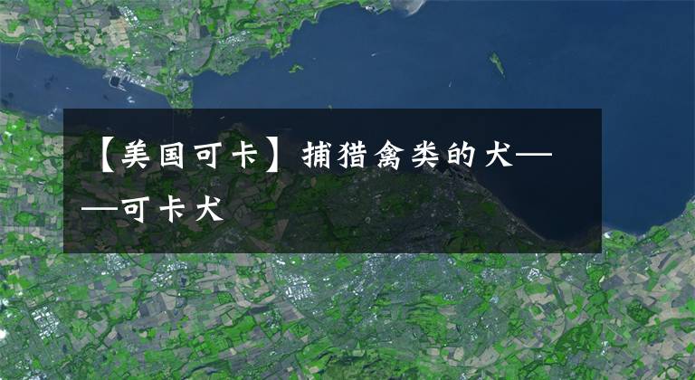 【美國可卡】捕獵禽類的犬——可卡犬