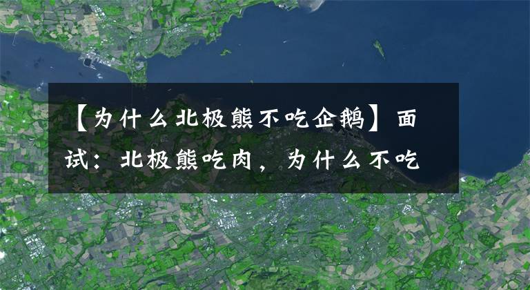 【為什么北極熊不吃企鵝】面試：北極熊吃肉，為什么不吃企鵝？南京碩士生直說：問題太簡單