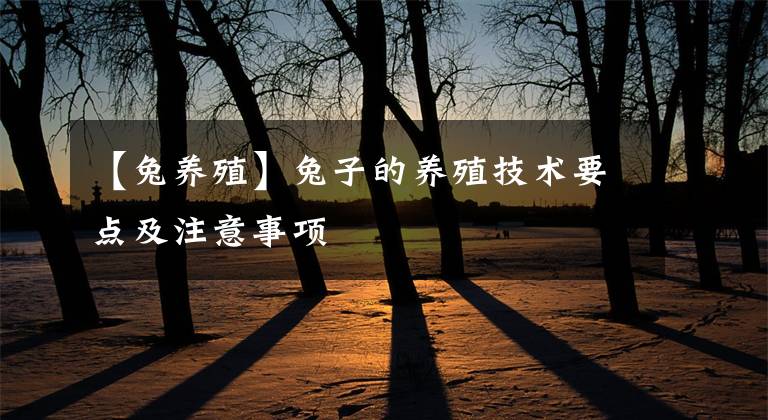 【兔養(yǎng)殖】兔子的養(yǎng)殖技術(shù)要點及注意事項