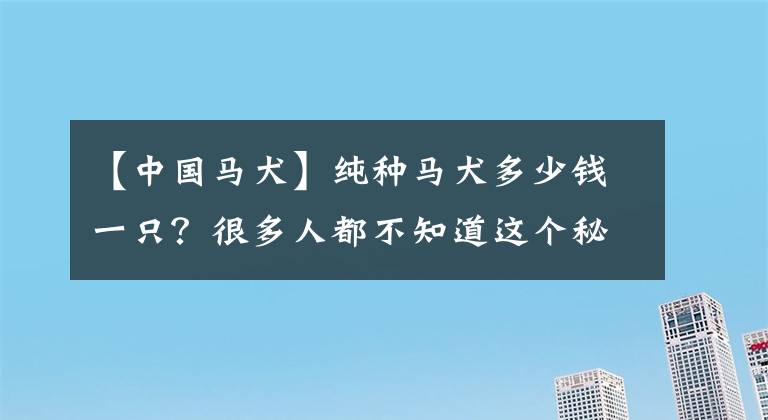 【中國馬犬】純種馬犬多少錢一只？很多人都不知道這個(gè)秘密！