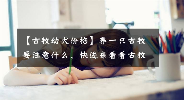 【古牧幼犬價格】養(yǎng)一只古牧要注意什么，快進來看看古牧鏟屎官需要做哪些準備？