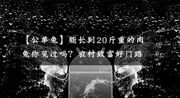 【公羊兔】能長到20斤重的肉兔你見過嗎？農(nóng)村致富好門路！