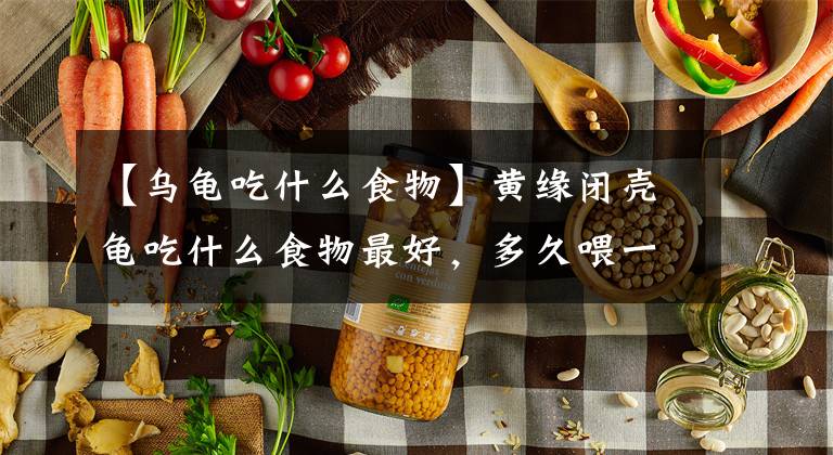 【烏龜吃什么食物】黃緣閉殼龜吃什么食物最好，多久喂一次「龜谷鱉老」