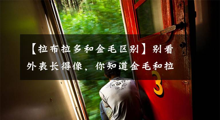 【拉布拉多和金毛區(qū)別】別看外表長得像，你知道金毛和拉布拉多的區(qū)別是什么嗎？